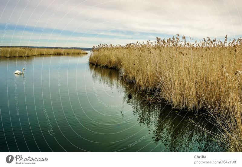 Lonely Swan Nature Landscape Plant Animal Water Sky Clouds Horizon Spring Winter Wild plant Marsh grass Lakeside Bay Bog spring lake Wild animal 1 Esthetic