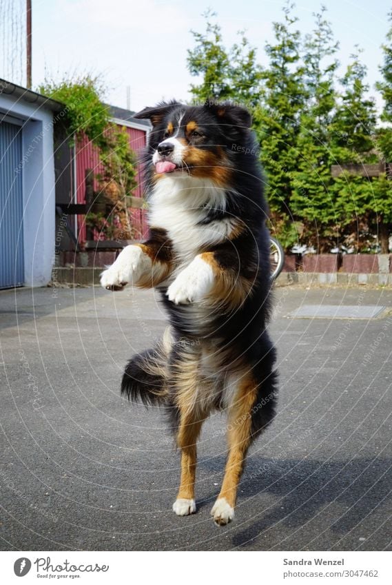 Ssh! Animal Dog 1 Playing Jump Dance Joy Collie Colour photo Exterior shot Deserted Day Motion blur Central perspective Full-length Front view