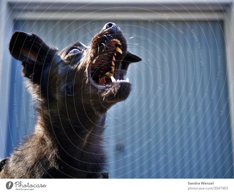 Catch the treat Animal Pet Dog 1 Feeding To enjoy Positive Rebellious Wild Loyalty Gluttony Voracious Lack of inhibition goodies Set of teeth Teeth Colour photo