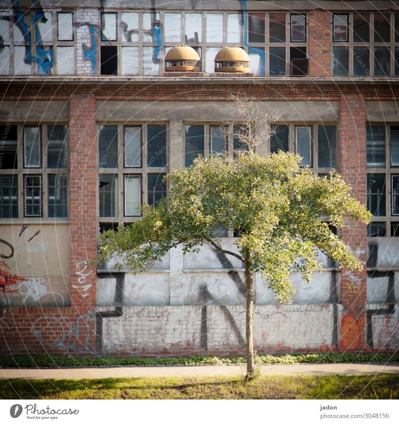 front yard. Lifestyle Dream house Garden Industry Construction site Art Subculture Tree Ruin Manmade structures Building Architecture Wall (barrier)