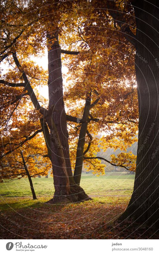 it's become autumn. Tree Nature Plant Green Yellow Exterior shot Deserted Autumn Day Environment Brown naturally Sunlight Gold Landscape Shadow