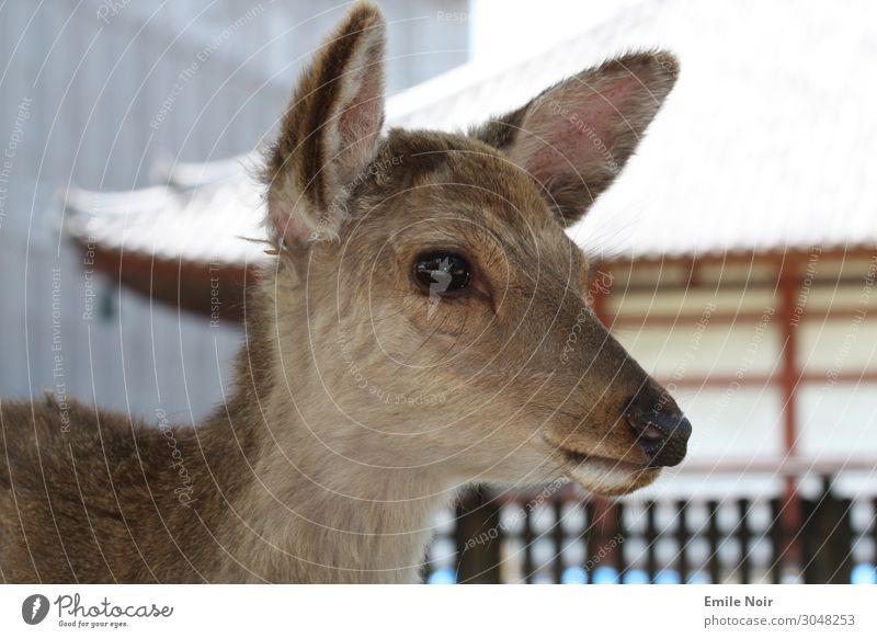 roebuck eye Animal Nara Japan Temple Wild animal Roe deer Deer 1 Cute Colour photo Exterior shot Day Animal portrait Looking away