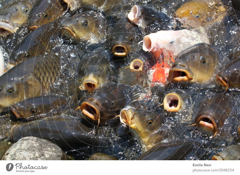 Koi Frenzy Animal Pond Fish Group of animals Flock Appetite Voracious Lack of inhibition Carp Full Colour photo Exterior shot Day Bird's-eye view