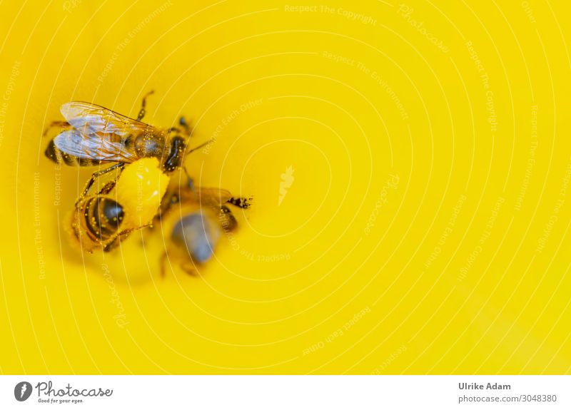 Bees at work - pollen intake in yellow flower bees Pollen Yellow Insect Blossom Animal Nectar Grand piano Honey bee Macro (Extreme close-up) Diligent Summer