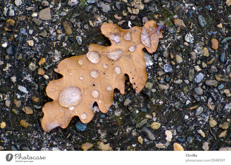 autumn cold Nature Plant Elements Earth Water Drops of water Autumn Winter Climate Bad weather Ice Frost Tree Leaf Wild plant Forest Rock Emotions Moody Calm