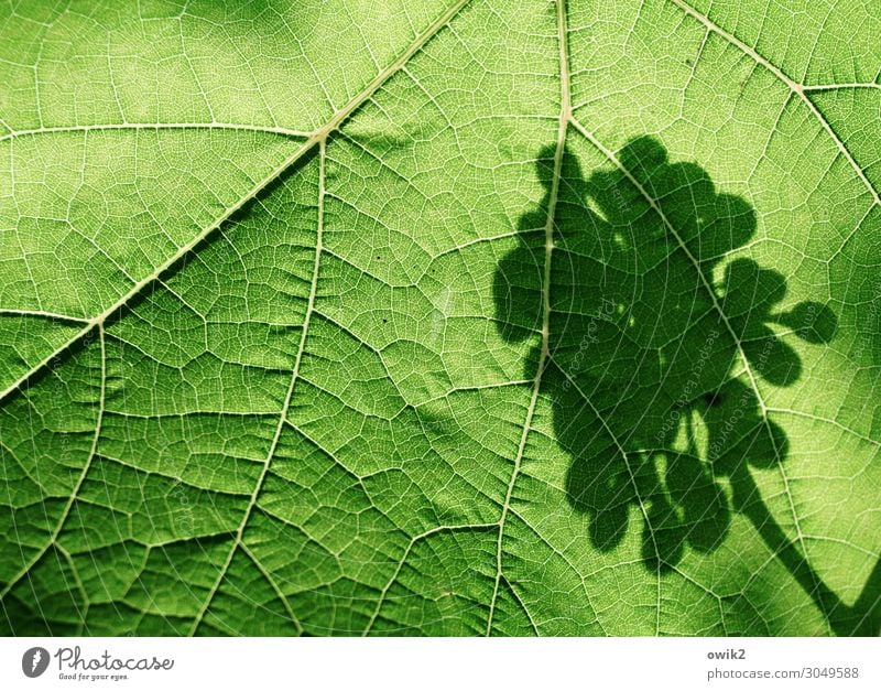 vine leaf Plant Beautiful weather Leaf Vine Vine leaf Bunch of grapes Garden Green Rachis Colour photo Exterior shot Detail Pattern Structures and shapes