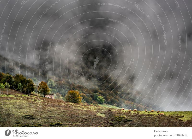 fog Mountain Hiking Nature Landscape Plant Clouds Summer Bad weather Fog Tree Grass Bushes Meadow Field Hut Cattleherd Group of animals Stone Old Authentic