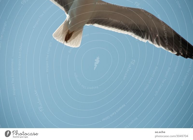 departure Environment Nature Animal Air Sky Wild animal Bird Wing 1 Flying Cool (slang) Brash Smart Speed Beautiful Power Watchfulness Freedom Ocean Seagull