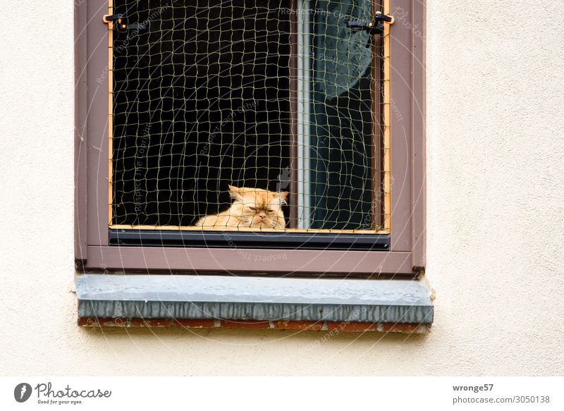 Cat at the open window Wall (barrier) Wall (building) Window Animal Pet 1 Observe Wait Living or residing Curiosity Town Multicoloured Love of animals