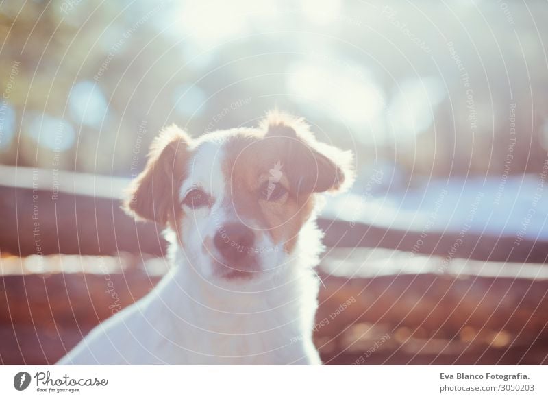 close up portrait of a young cute small dog in the mountain Lifestyle Joy Happy Leisure and hobbies Hunting Summer Winter Man Adults Friendship Environment