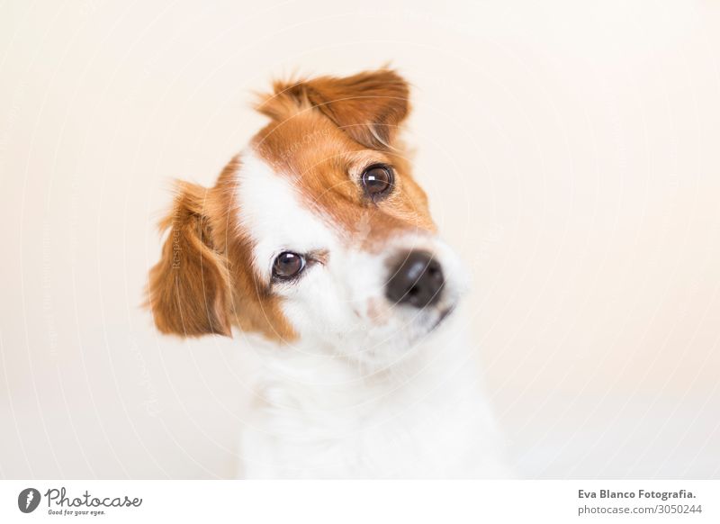 closeup portrait of a cute small dog sitting on bed House (Residential Structure) Bedroom Friendship Infancy Pet Dog Love Cuddly Small Funny Cute Brown Red