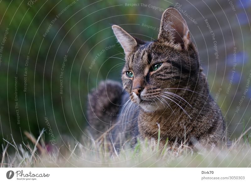 Relaxed, but alert - tiger cat in the garden Living or residing Garden Summer Beautiful weather Plant Grass Bushes Meadow Animal Pet Cat Tabby cat