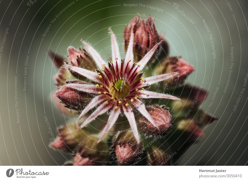 closeup Echeverie Garden Nature Plant Flower Blossom Natural Above Round Beautiful Brown Yellow Gray Green Pink Black echeveria Botany Blossom leave