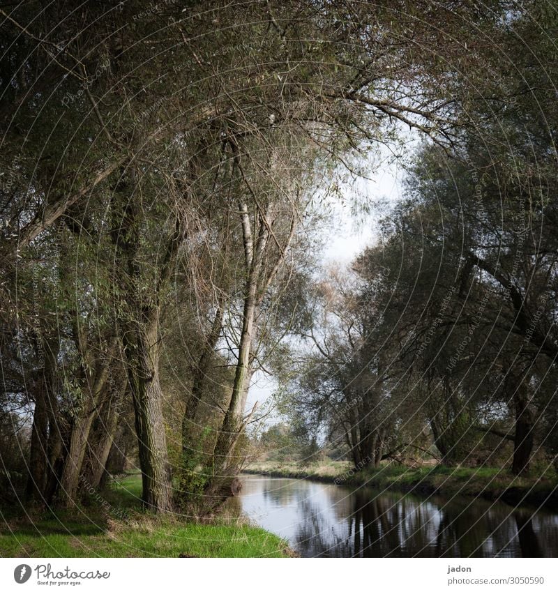 still water. River River bank Water Exterior shot Deserted Nature Colour photo tree Plant Reflection Landscape Environment Calm green Idyll Beautiful weather