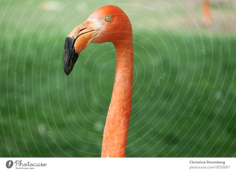 flamingo Flamingo Animal Pink Bird Colour photo Wild animal Nature Zoo Beak Exotic Neck Animal portrait Animal face Looking Beautiful Observe Orange