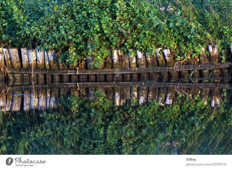 Reflections at the Peenestrom Trip Environment Nature Landscape Plant Water Summer Bushes Foliage plant River bank Brown Green Colour photo Exterior shot