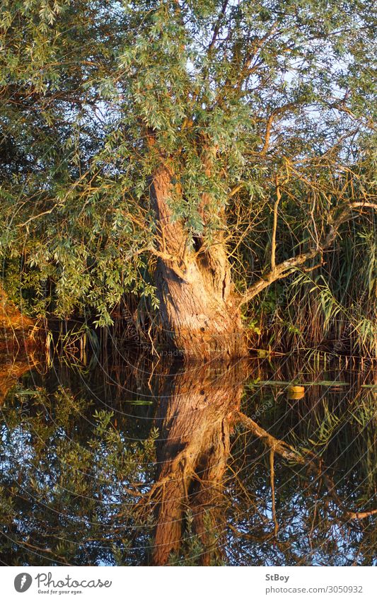 Reflections at the Peenestrom - Willow Environment Nature Landscape Plant Water Summer Tree River bank Blue Brown Green Colour photo Exterior shot Day