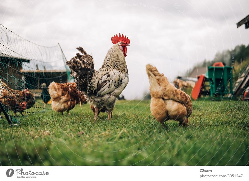 Chickens on the mountain pasture Barn fowl Nutrition Organic produce Healthy Healthy Eating Mountain Nature Landscape Bad weather Meadow Alps Farm Enclosure