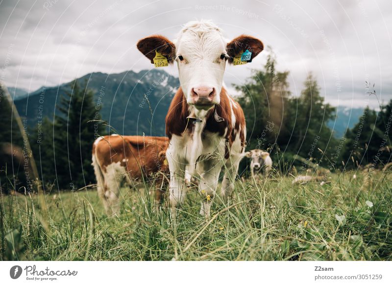 Cow in the Austrian Pitztal valley Nature Landscape Meadow Forest Alps Mountain 3 Animal Herd To feed Looking Stand Friendliness Happy Natural Curiosity Brown