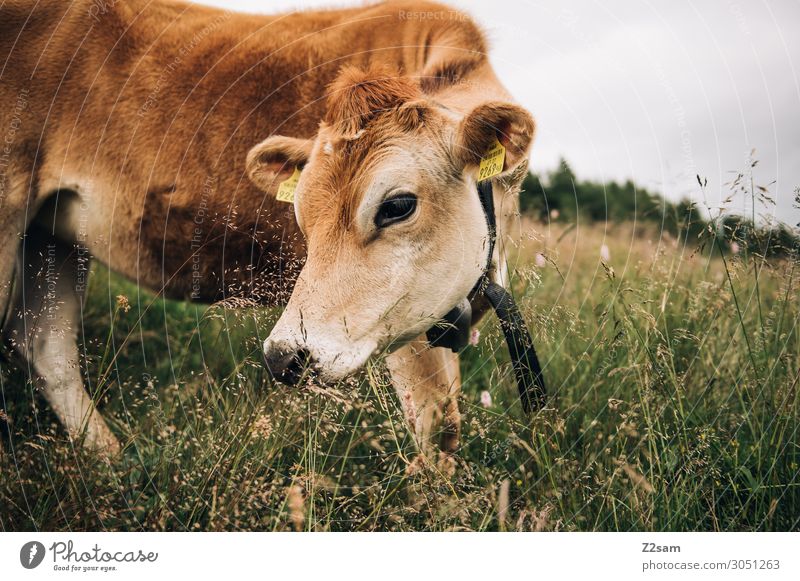 Cow on alpine meadow in Austria Nature Landscape Summer Meadow Alps Mountain Farm animal Stand Esthetic Elegant Friendliness Happy Beautiful Sustainability