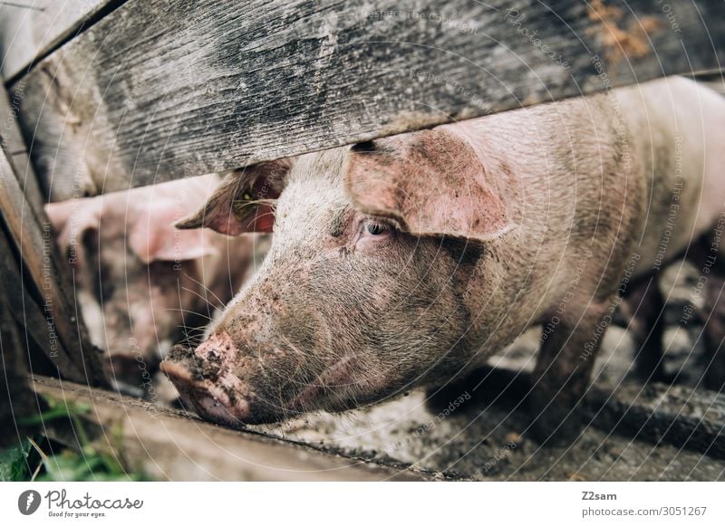 alpine pig Nature Alps Farm animal Swine Feeding Looking Stand Healthy Happy Sustainability Natural Contentment Calm Barn Fence Enclosure To feed Wooden fence