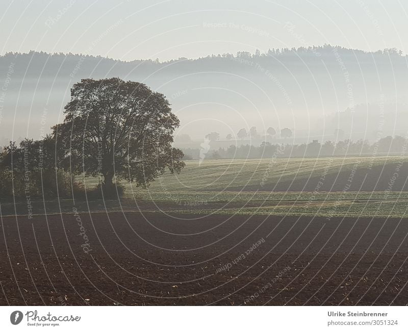 autumn morning Environment Nature Landscape Plant Earth Sky Autumn Fog Tree Field Forest Natural Change Autumnal Shroud of fog Cloud forest Calm Unclear