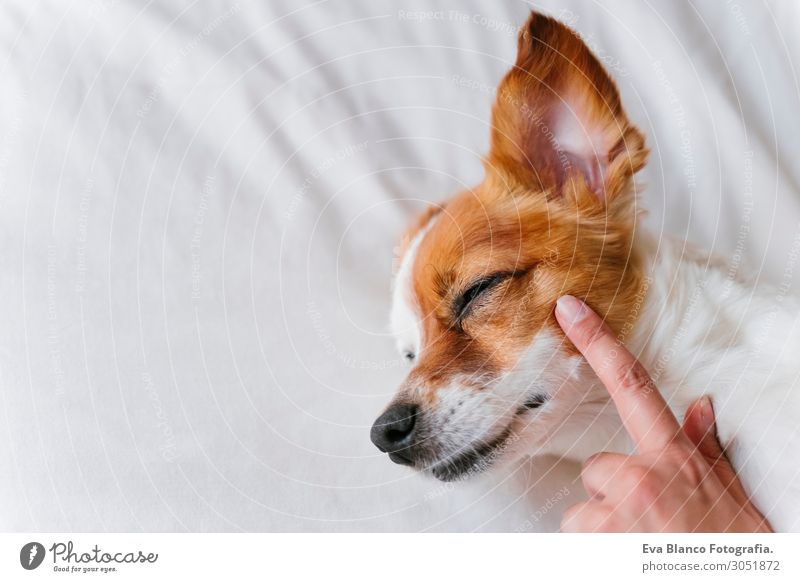 woman making cuddles to her cute dog sleeping on bed Lifestyle Joy Happy Beautiful Relaxation Leisure and hobbies Bed Human being Feminine Young woman