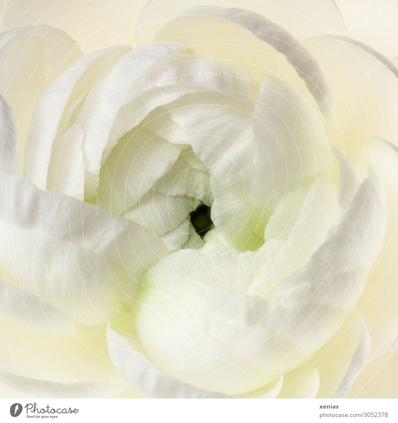 Flower of a white buttercup Buttercup Spring Blossom Blossoming pretty Round Soft Green Black White Middle Close-up Detail