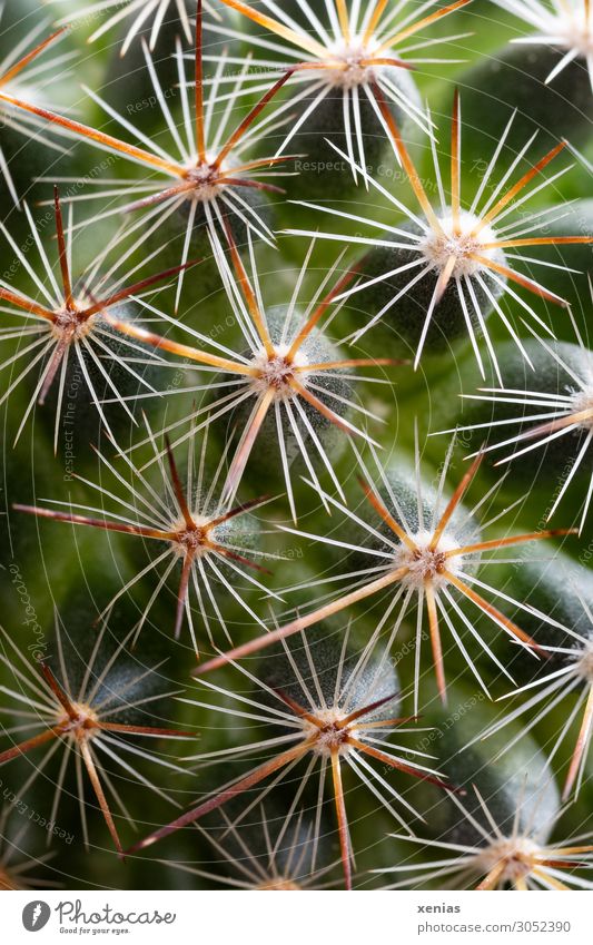 Ouch - Sting on cactus Cactus Plant Pot plant mammalia Houseplant Point Thorny Yellow Green White Prickle Close-up Detail Shallow depth of field