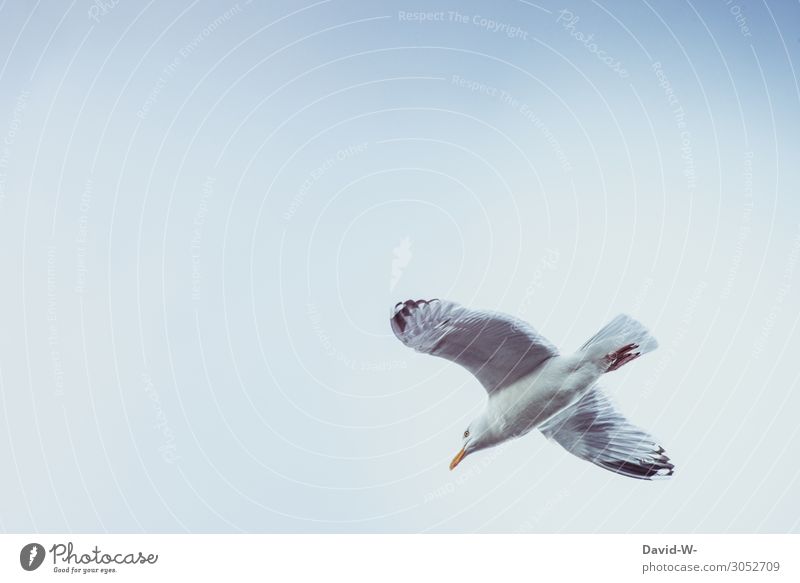 seagull Animal Wild animal Bird Wing 1 Flying Tall Above Sky Seagull Gull birds Glide Hover Beautiful weather Beak North Sea Baltic Sea Lake Vacation mood