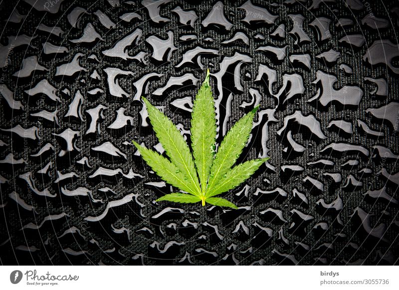 hemp art Alternative medicine Smoking Intoxicant Medication Water Drops of water Leaf Foliage plant Agricultural crop Cannabis leaf Esthetic Authentic