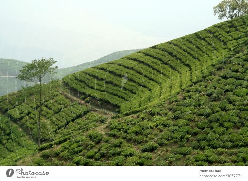 Tea Garden on Mountain Slope Beverage Design Nature Plant Field Hill Bright Green Colour tea garden drink brilliant Dazzling mound sloppy sloped inclined Tilt