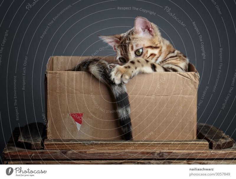 Bengal cat in basket Joy Relaxation Animal Pet Cat Bengali Cat 1 Baby animal Packaging Cardboard Wood Observe To hold on Playing Elegant Brash Natural Curiosity