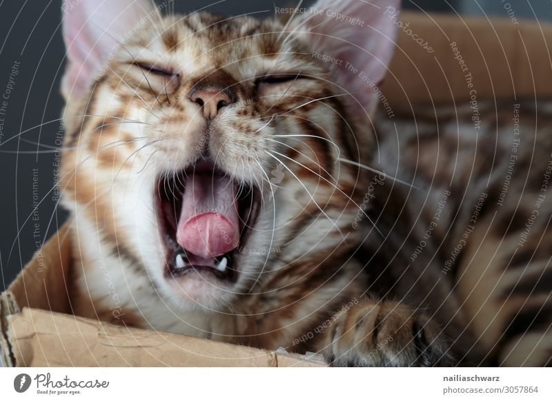 bengal cat Joy Relaxation Animal Pet Cat Animal face Pelt Claw 1 Baby animal Cardboard Carton Sleep Playing Cute Beautiful Wild Soft Warm-heartedness Sympathy