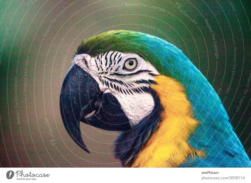 Blue and gold macaw bird Ara ararauna Beautiful Nature Animal Pet Bird Wing 1 Yellow Gold Black Blue-and-gold macaw Macaw parrot pet bird avian Beak Tropical