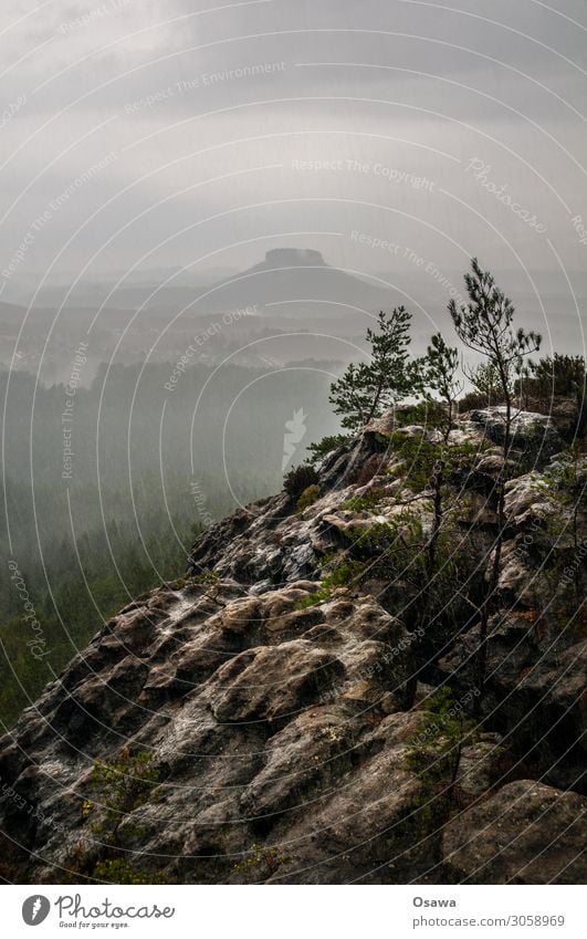 Rain in Saxon Switzerland Landscape Mountain Rock Nature Highlands Rock formation Forest Tree Elbsandstone mountains Saxony Hiking Climbing Mountaineering