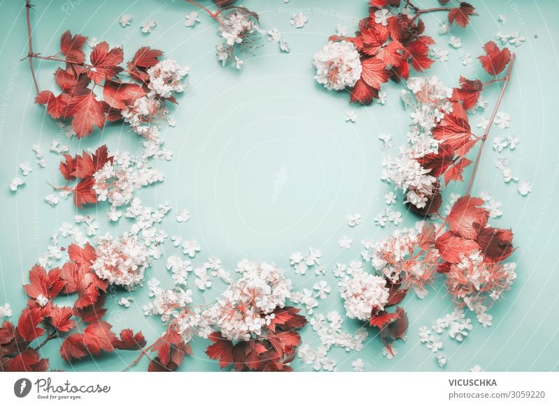 Frame of white flowers with red leaves Design Feasts & Celebrations Nature Plant Flower Leaf Decoration Bouquet frame Background picture White Red Blue