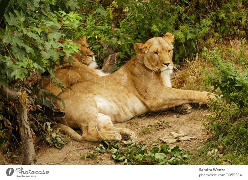 pair of lions Animal Farm animal Zoo Lion 2 Observe Hang Sleep Lioness Land-based carnivore big cat Colour photo Exterior shot Deserted Day Central perspective