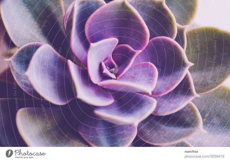 Echeveria perle von nurnberg macro Pot Beautiful Garden Gardening Art Nature Plant Flower Leaf Blossom Pot plant Exotic Violet Colour Succulent plants