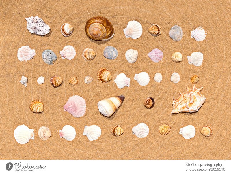 Flat lay pattern of colorful and various seashells on sea sand background. Summertime texture summertime beach decoration natural object coast tourism