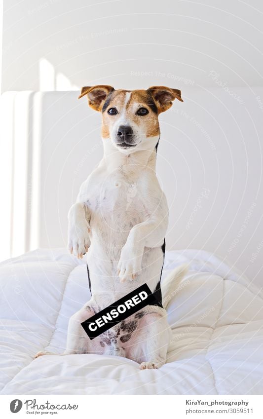 Cute jack russell dog in bedroom with censored label Lifestyle Bedroom Screen Pet Dog Small Funny Naked Safety Protection Safety (feeling of) Loyal Mysterious