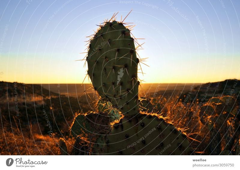 cactus Trip Adventure Far-off places Freedom Nature Landscape Cloudless sky Sunrise Sunset Cactus Rock Desert USA Texas Americas Blue Brown Yellow Gold Orange