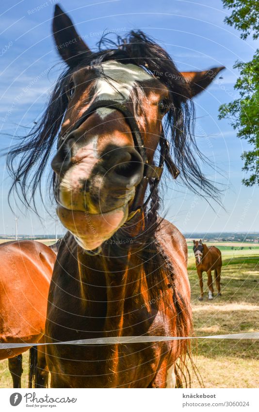 Lucky horse Ride Summer Equestrian sports Landscape Animal Horse 3 Group of animals Observe Friendliness Contentment Love of animals Peaceful Curiosity Calm