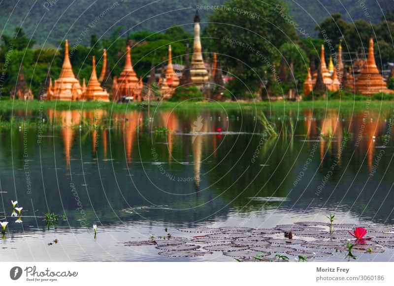 Lotus flower and Pagodas on a Lake. Vacation & Travel Human being Nature Plant Beautiful weather Garden Pink Power Religion and faith pagoda Asia lotus