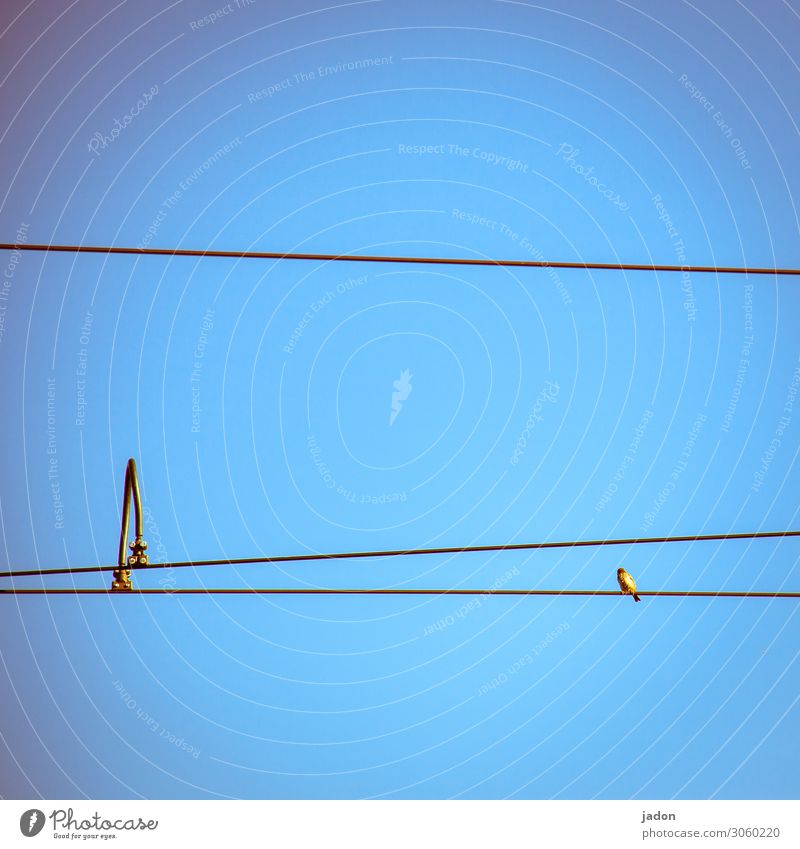 sitting. Sky Lanes & trails Tram Animal Bird 1 Sit Above Blue Gold Boredom Emphasis Line Direct Tilt Overhead line Holder Arch Colour photo Exterior shot