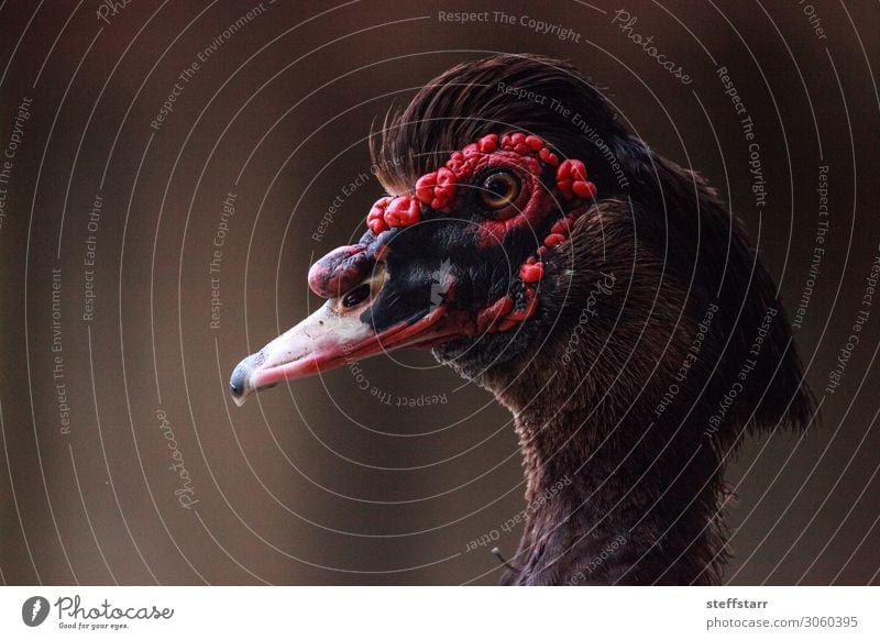 Head of a male Muscovy duck Cairina moschata with red caruncles Summer Nature Animal Farm animal Bird 1 Brown Red Black ducky Duck birds wildlife Wild bird