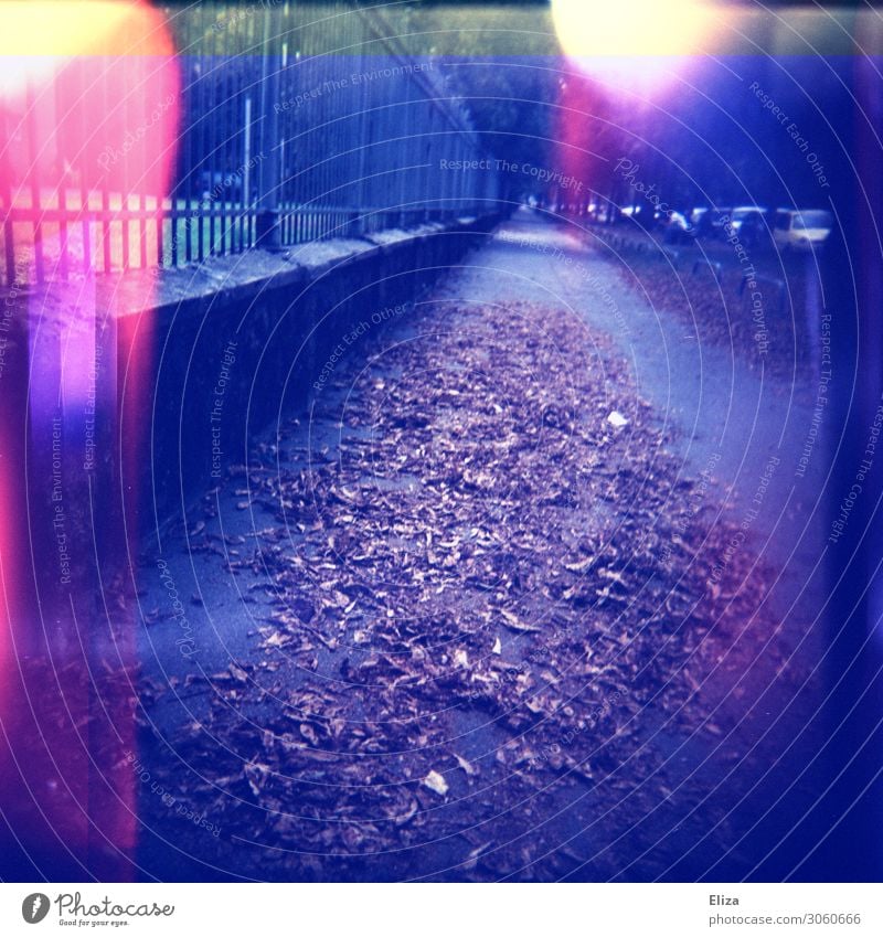 autumn trail Leaf Cold Autumn Autumn leaves Lanes & trails Street Fence Autumnal Light leak Exterior shot Experimental Lomography Holga Deserted