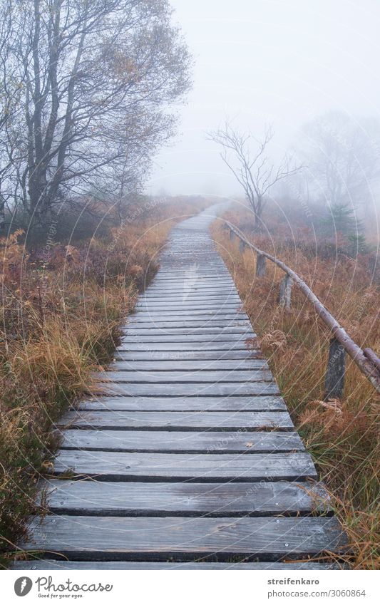 Target nebulous. Trip Adventure Hiking Environment Nature Landscape Plant Elements Drops of water Autumn Bad weather Fog Tree Grass Bushes Bog Marsh High venn