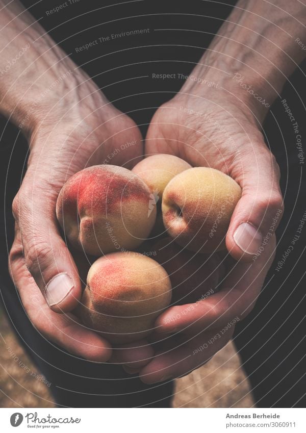 peach harvest Healthy Eating Summer Hand Delicious Vegan diet farming ecology Farmer peaches grow crop juicy garden healthy Vitamin sweet white ingredient