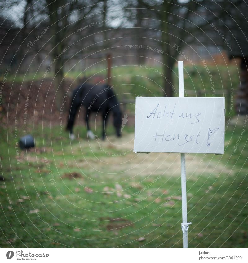 Don't tell me about the horse. Eating Environment Nature Grass Animal Farm animal Horse 1 Signs and labeling Signage Warning sign To feed Voluptuousness Threat